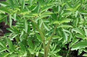 白芨種植發(fā)展前景怎么樣？